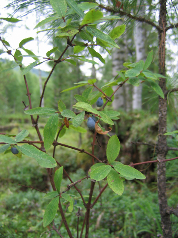 Image of Lonicera altaica specimen.