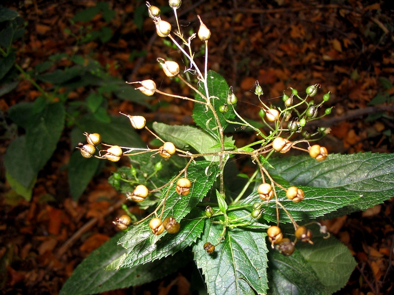 Изображение особи Scrophularia nodosa.