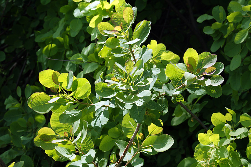 Image of Cotinus coggygria specimen.