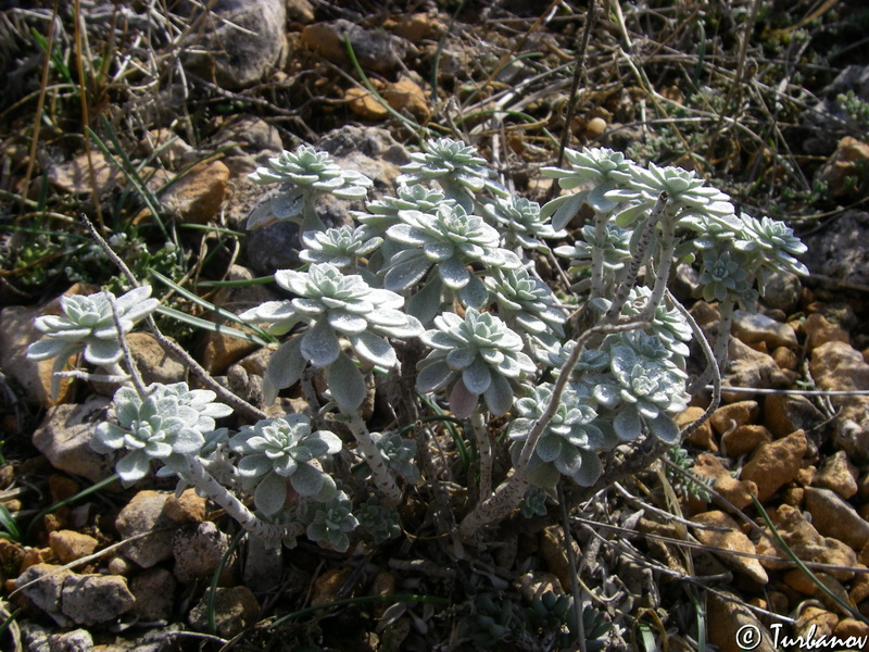 Изображение особи Odontarrhena obtusifolia.