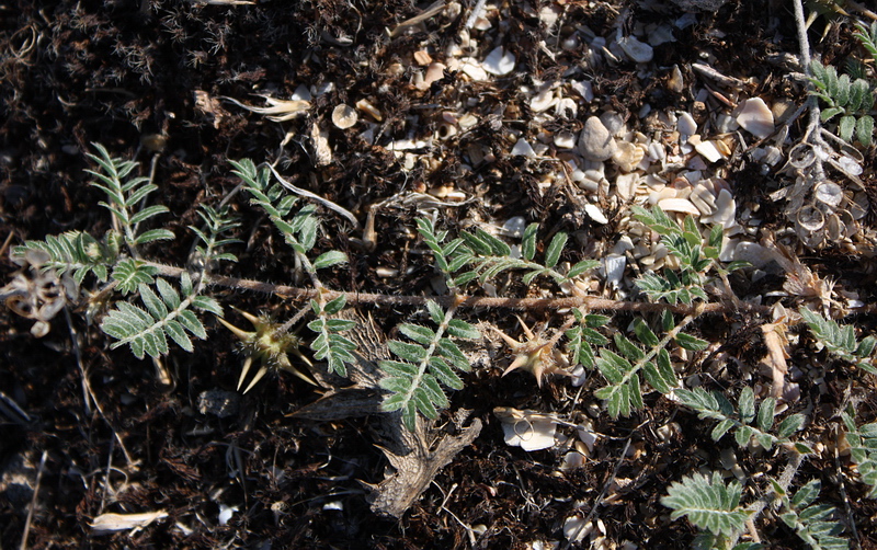 Изображение особи Tribulus terrestris.