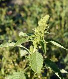 Amaranthus retroflexus