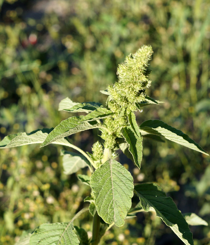 Изображение особи Amaranthus retroflexus.