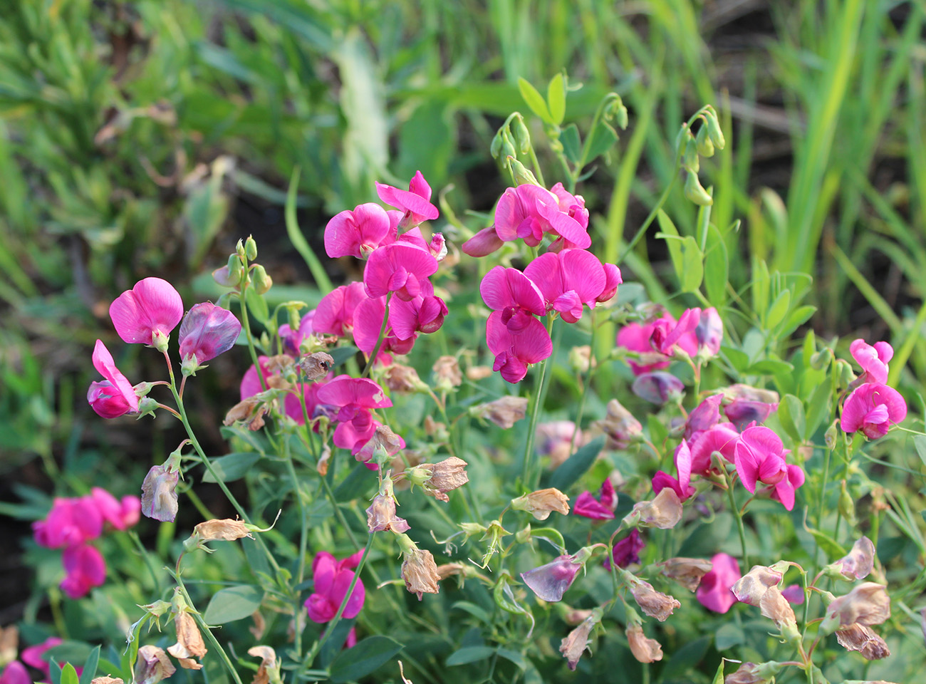 Изображение особи Lathyrus tuberosus.