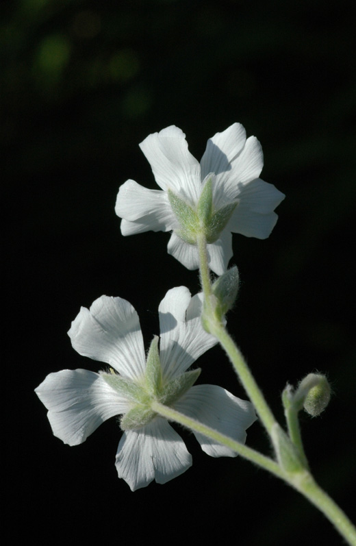 Изображение особи Cerastium tomentosum.