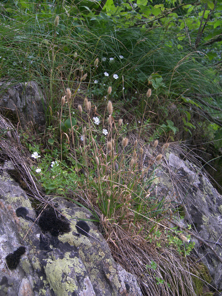 Изображение особи Phleum alpinum.