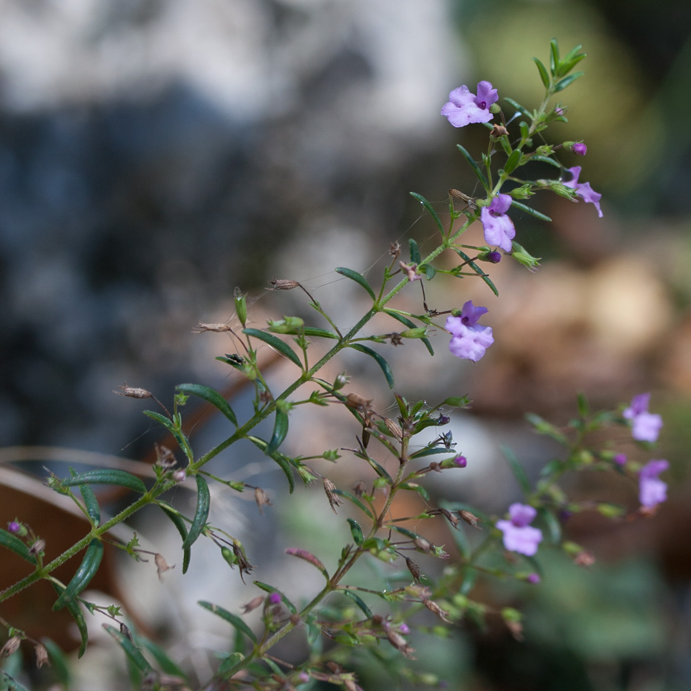 Image of Micromeria parviflora specimen.