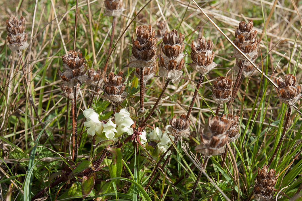 Image of Prunella laciniata specimen.