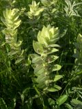 Ajuga laxmannii