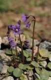 Soldanella alpina