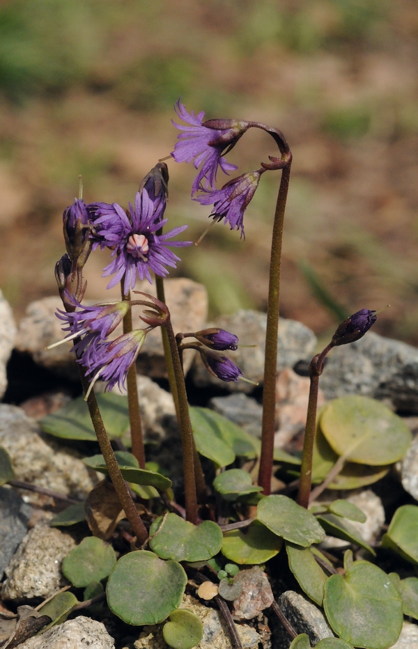 Изображение особи Soldanella alpina.