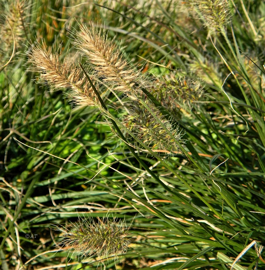 Изображение особи семейство Poaceae.
