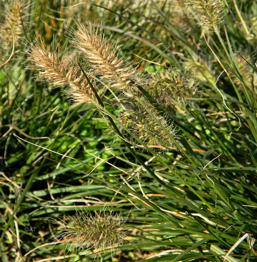 Image of familia Poaceae specimen.