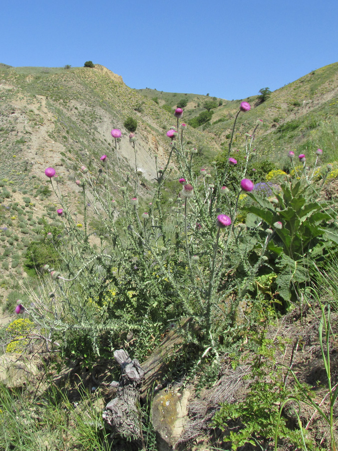 Изображение особи Carduus uncinatus ssp. davisii.