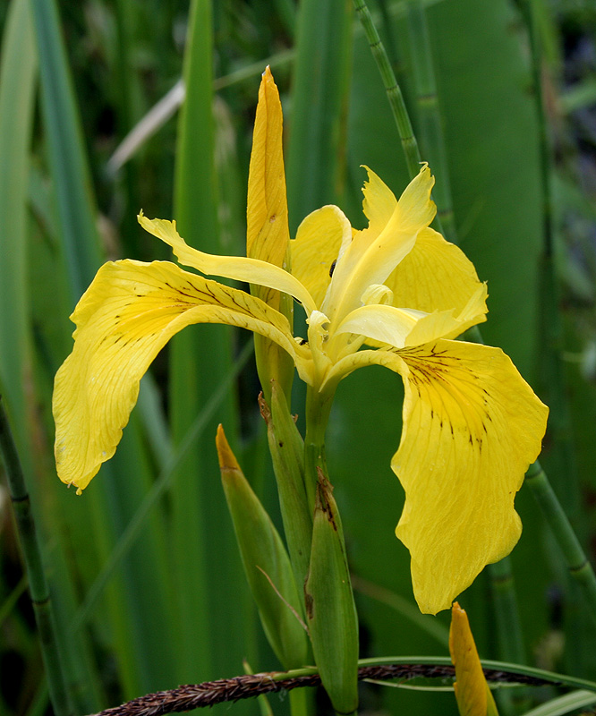 Изображение особи Iris pseudacorus.