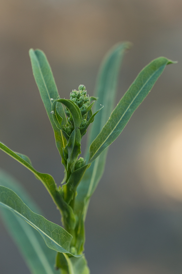 Изображение особи род Lactuca.