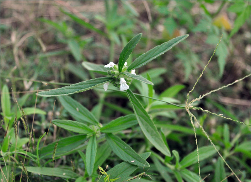 Image of Leucas lavandulifolia specimen.