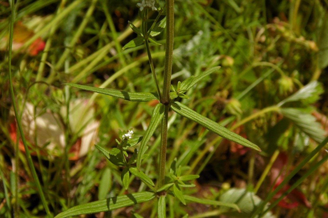 Изображение особи Galium boreale.