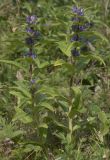 Gentiana cruciata