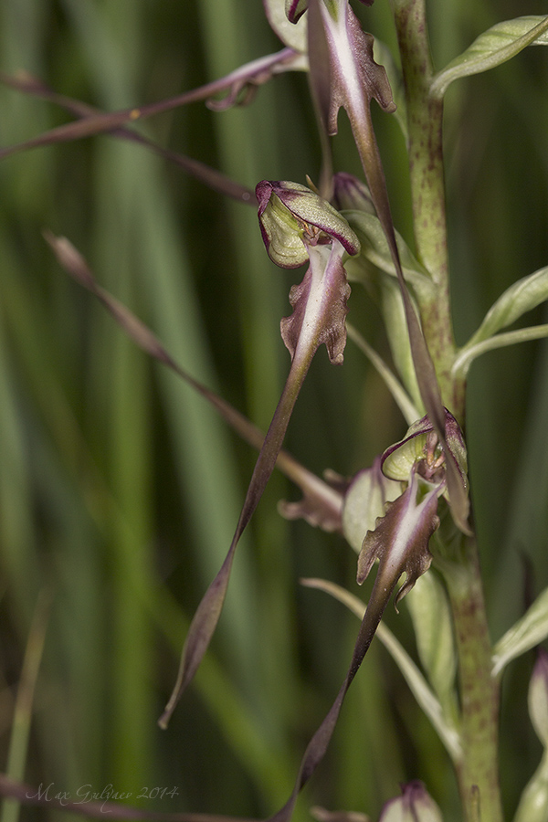 Image of Himantoglossum caprinum specimen.