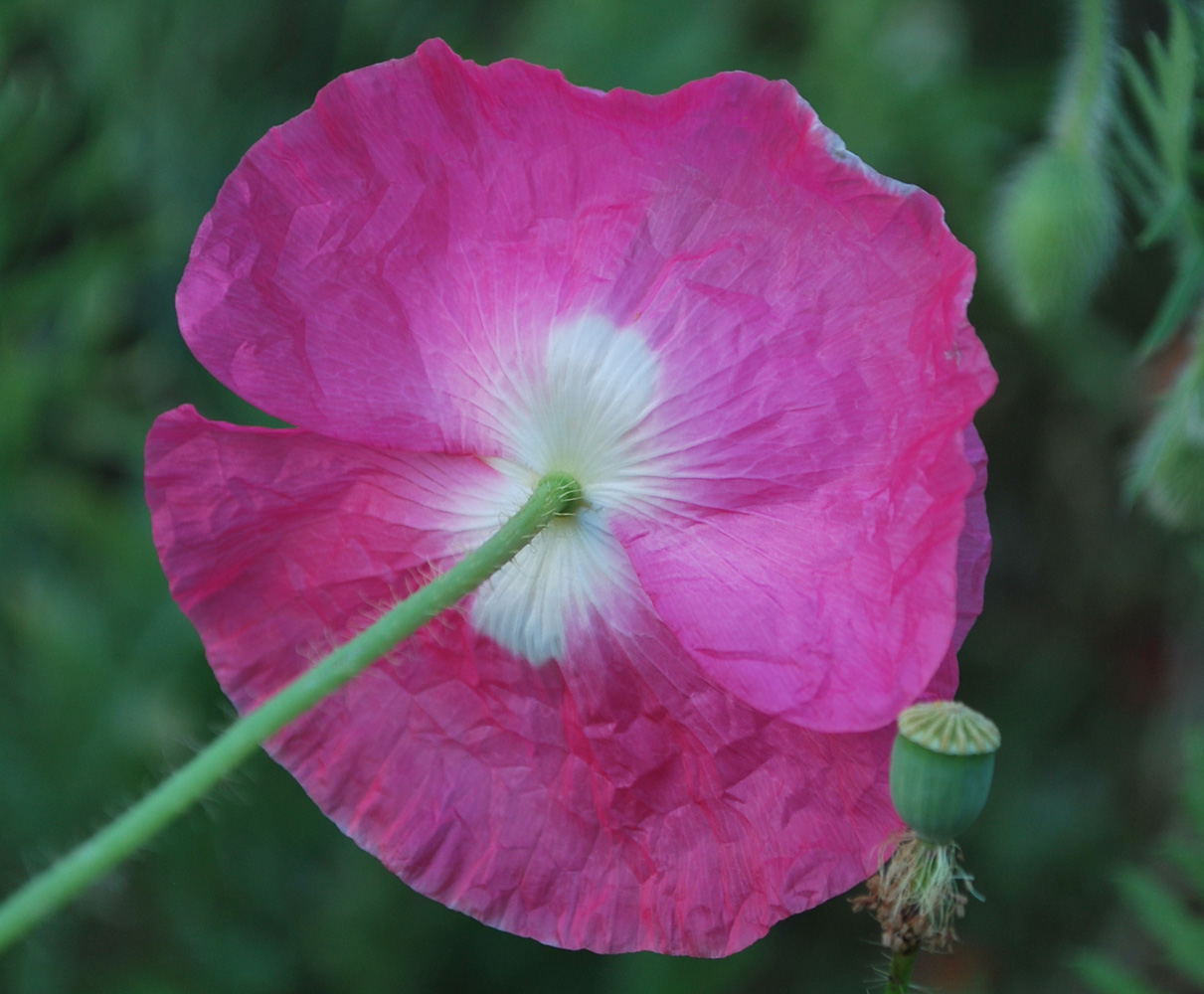 Изображение особи Papaver rhoeas.