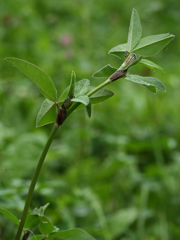 Изображение особи Trifolium pratense.