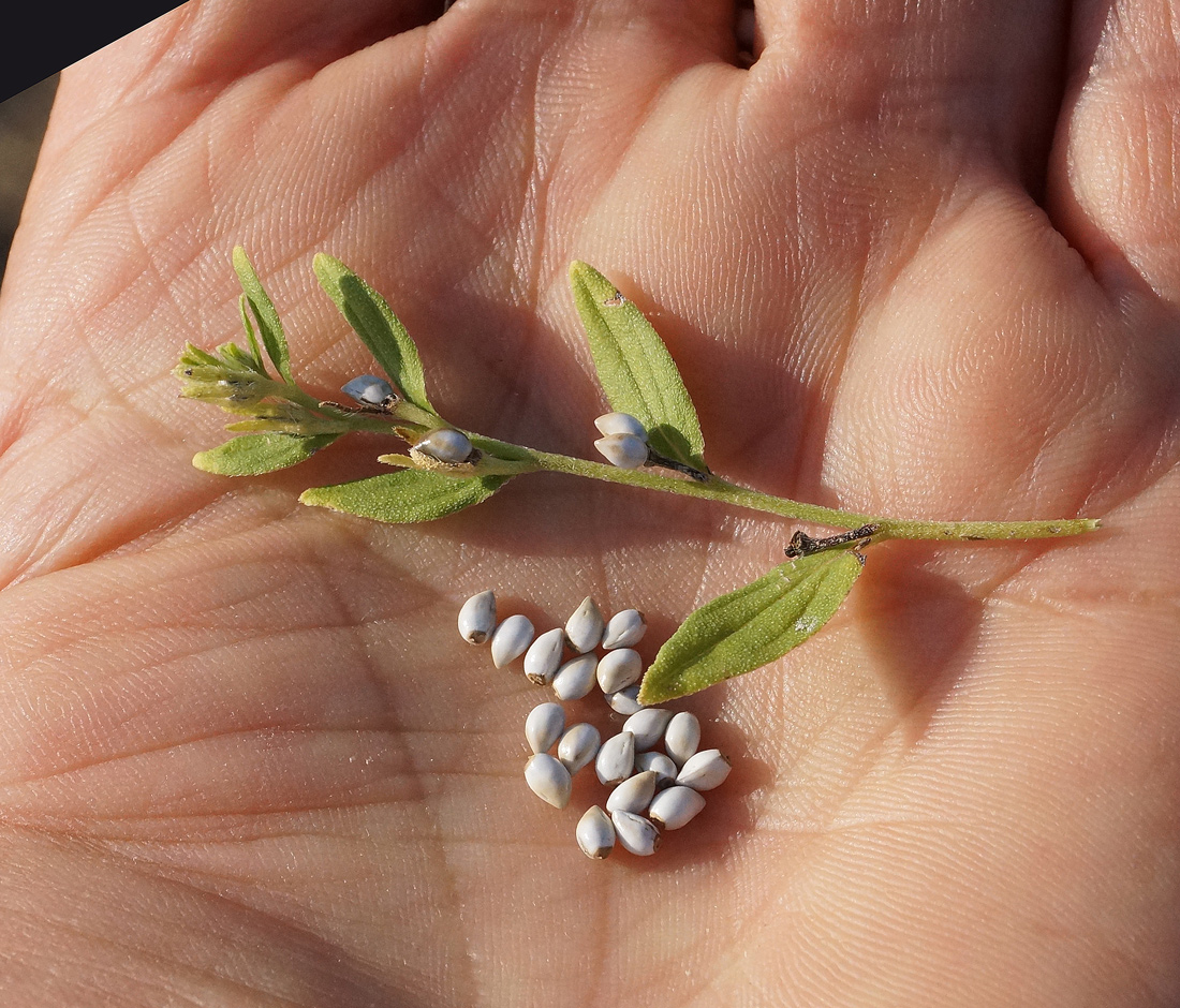 Image of Lithospermum officinale specimen.