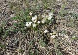 Astragalus scaberrimus