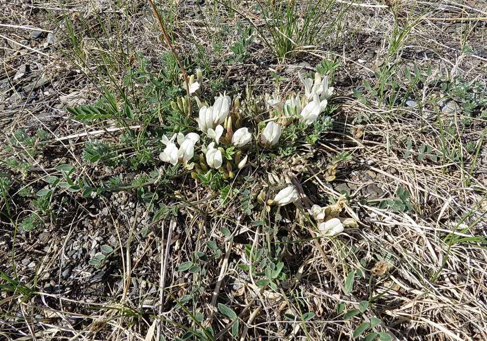 Изображение особи Astragalus scaberrimus.