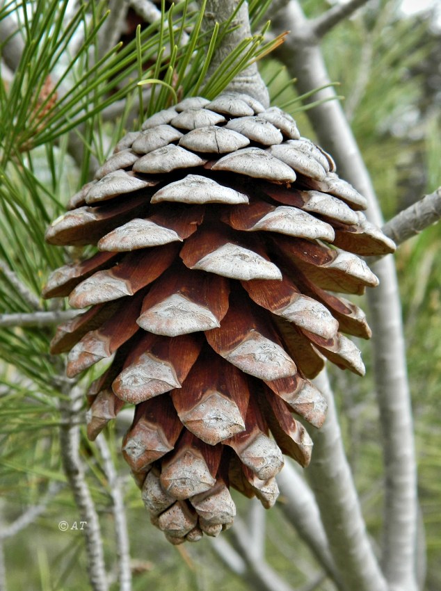 Изображение особи Pinus halepensis.