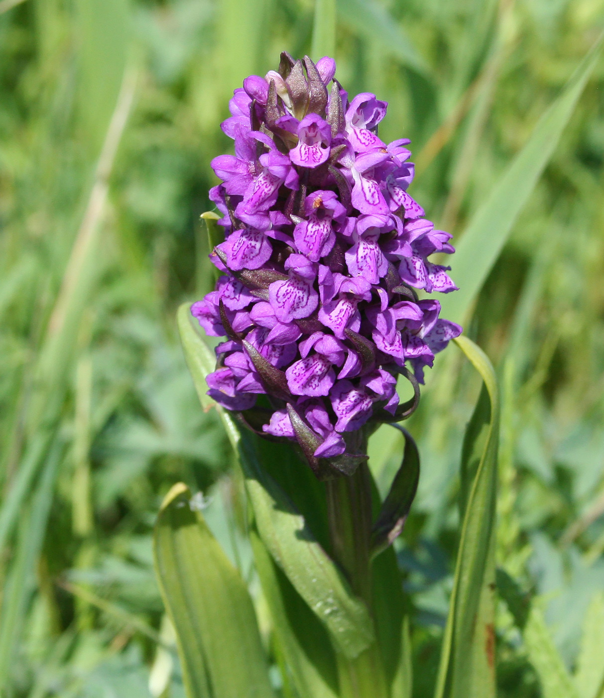 Изображение особи Dactylorhiza incarnata.