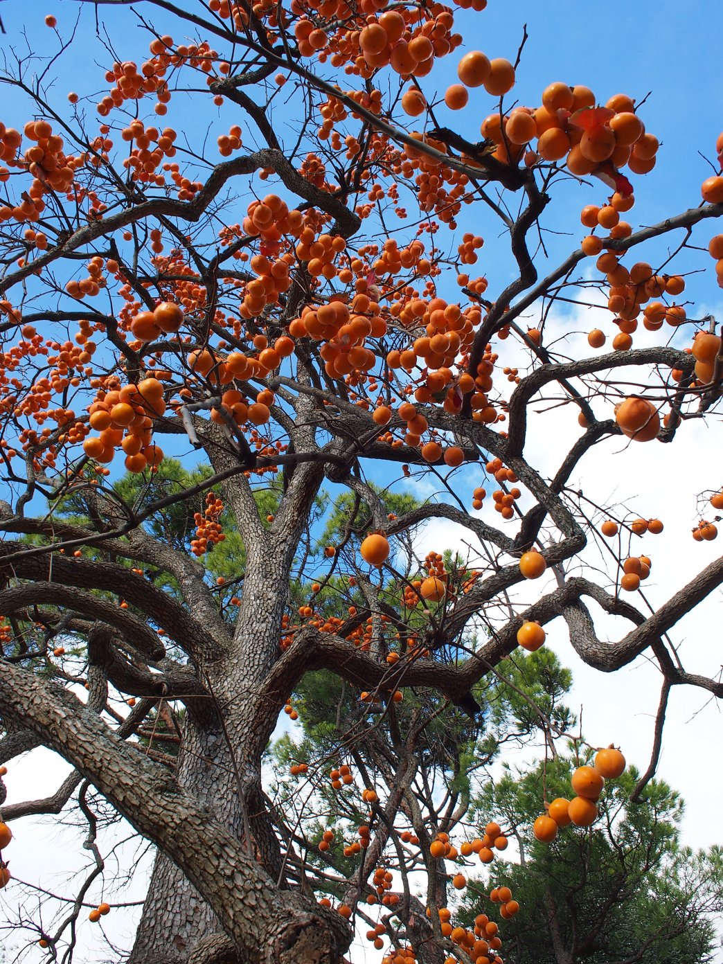 Изображение особи Diospyros kaki.