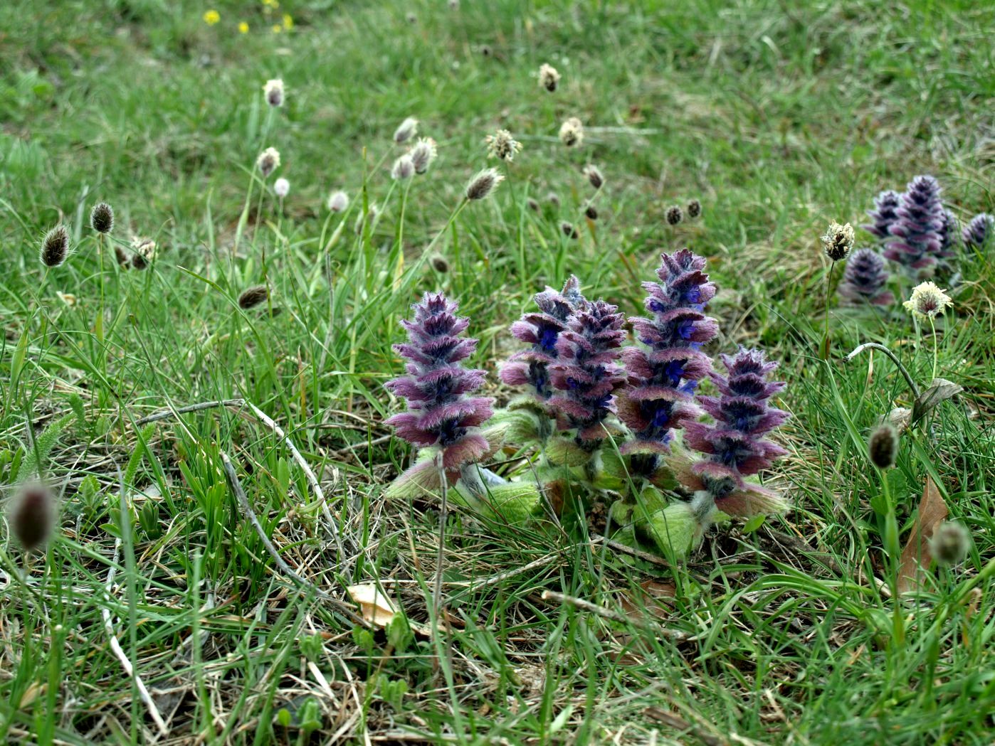 Image of Ajuga orientalis specimen.