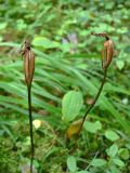 Calypso bulbosa. Побеги с раскрывшимися плодами-коробочками. Свердловская обл., окр. г. Североуральск. 15.08.2006.