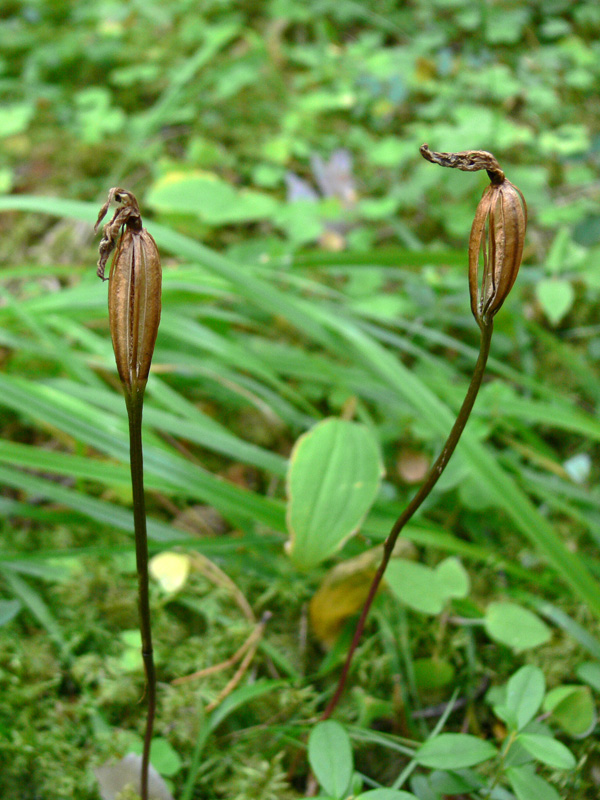 Image of Calypso bulbosa specimen.