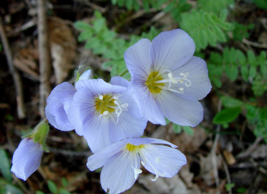 Image of Polemonium boreale specimen.