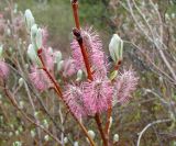 Salix krylovii