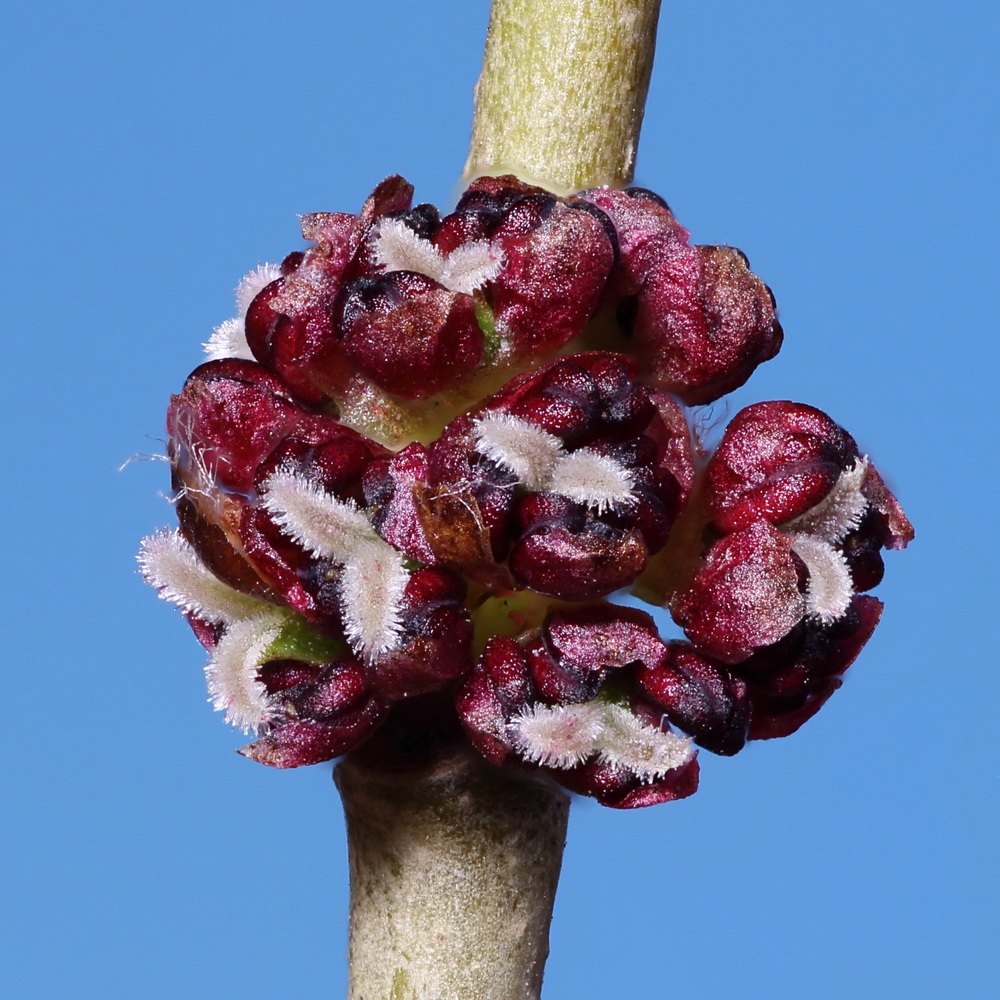 Image of Ulmus minor specimen.