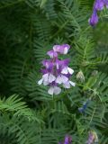 Vicia sosnowskyi