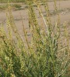 Reseda lutea