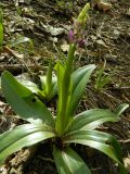 Orchis mascula