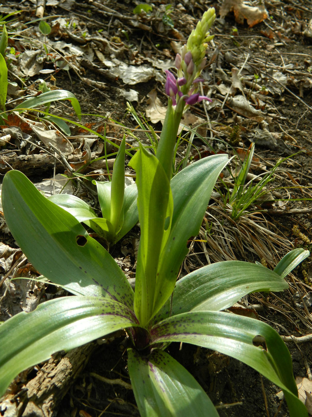 Image of Orchis mascula specimen.