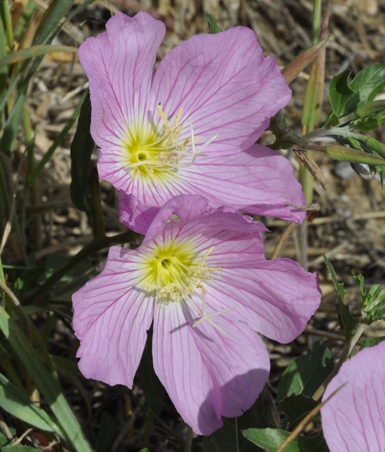 Image of Oenothera speciosa specimen.