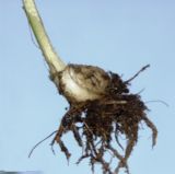 Image of taxon representative. Author is Галина Конечная