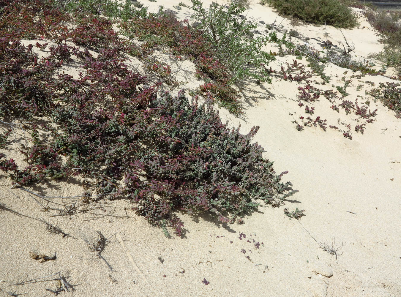 Изображение особи Suaeda vermiculata.