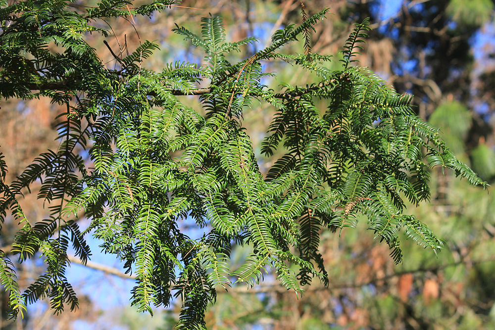 Image of Torreya grandis specimen.