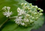 Smilacina hirta