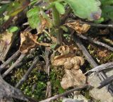 Viola arvensis