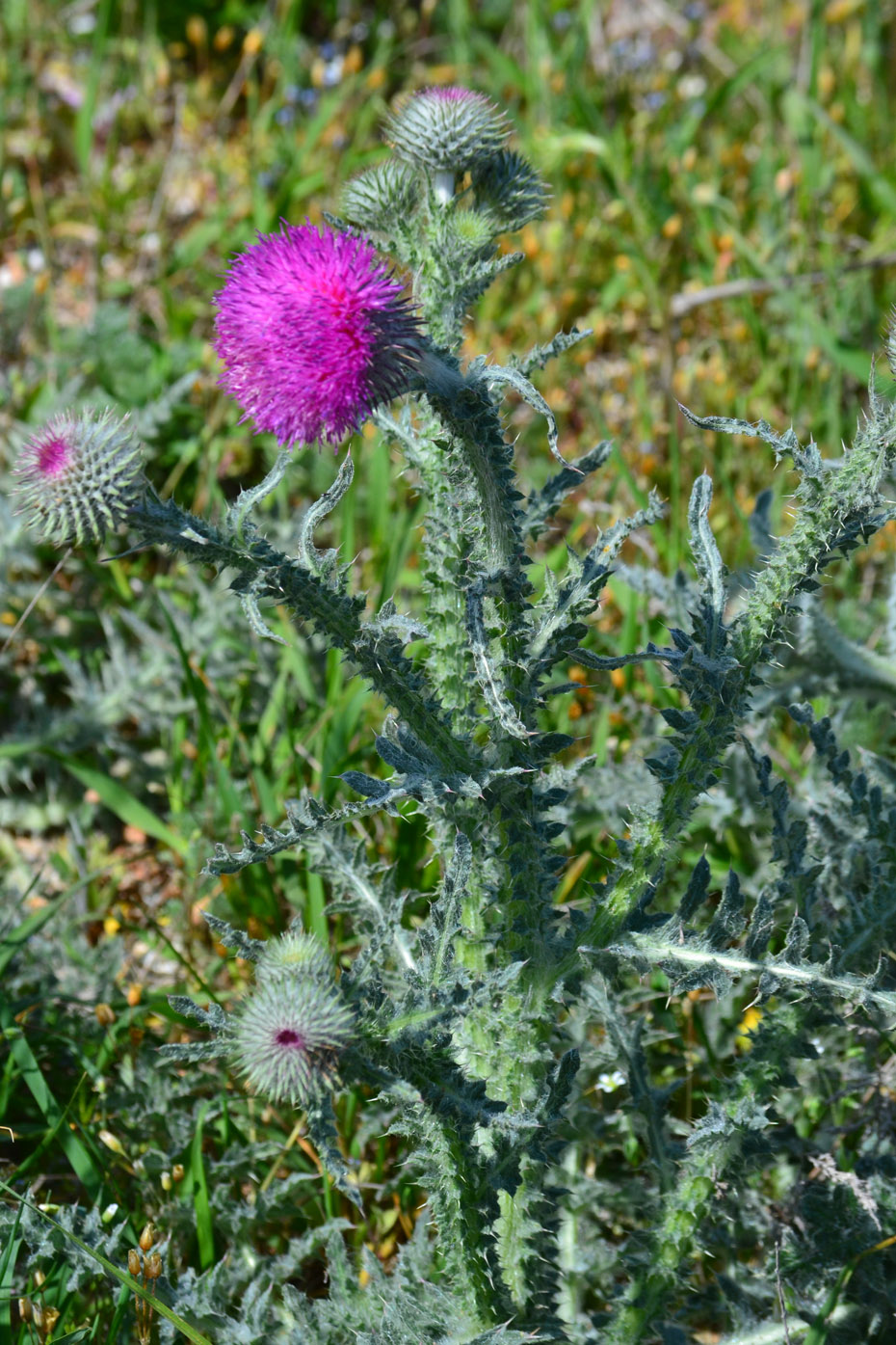 Изображение особи Carduus uncinatus ssp. davisii.