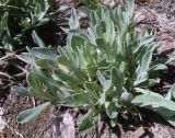 genus Helichrysum. Розетки прикорневых листьев. Украина, Житомирская обл., Новоград-Волынский р-н. луг среди берёзового молодняка. 09.05.2016.